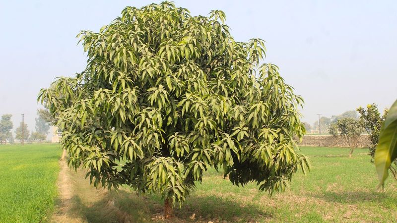 Avoid Mango Pruning Before Cooler Weather Arrives
