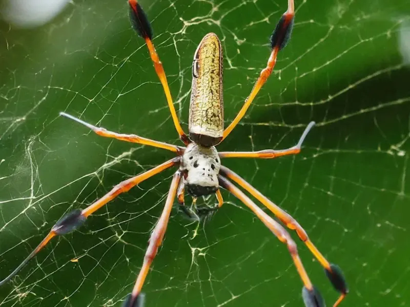 Avoid Mistakes When Cleaning Up Fall Garden Webs Avoid Mistakes When Cleaning Up Fall Garden Webs