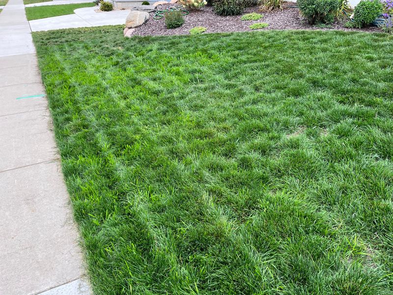 Avoid Mixing Fescue Types Without A Reason Avoid Mixing Fescue Types Without A Reason