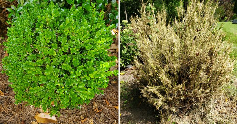 Avoid Moving Infested Boxwoods Around Ohio Avoid Moving Infested Boxwoods Around Ohio