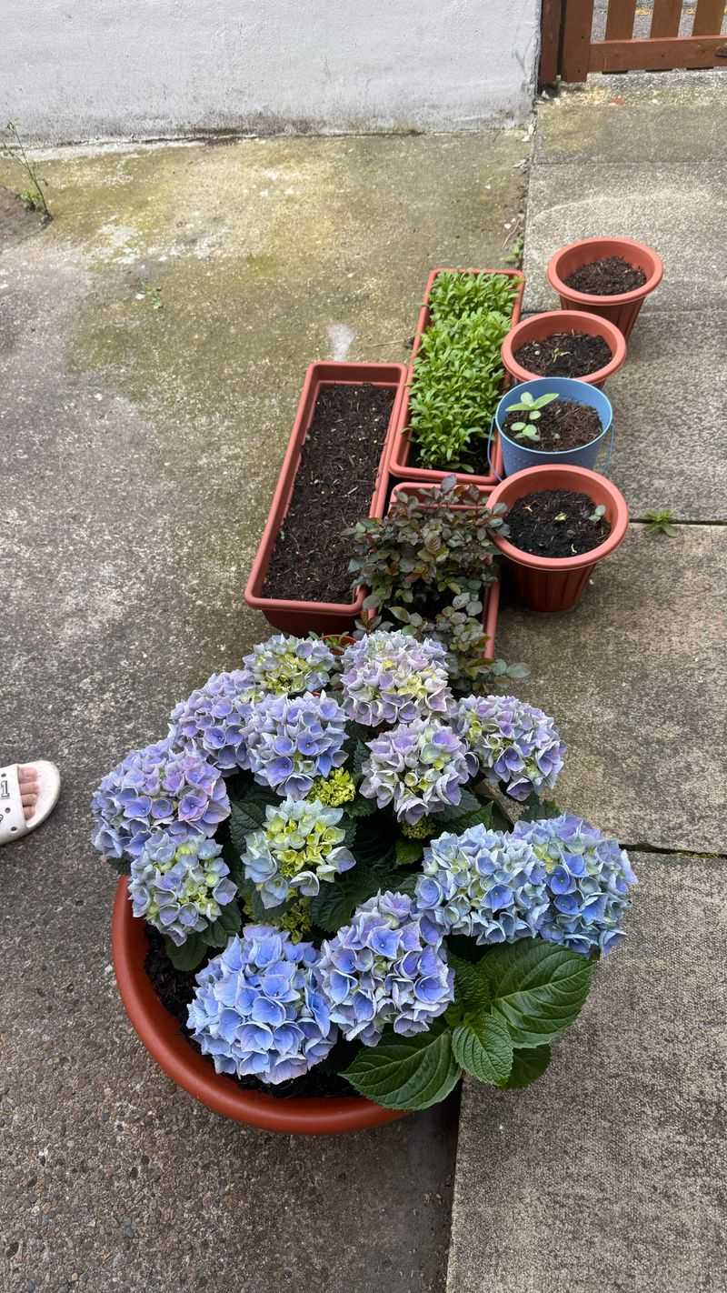 Avoid Moving Straight Into An Oversized Pot