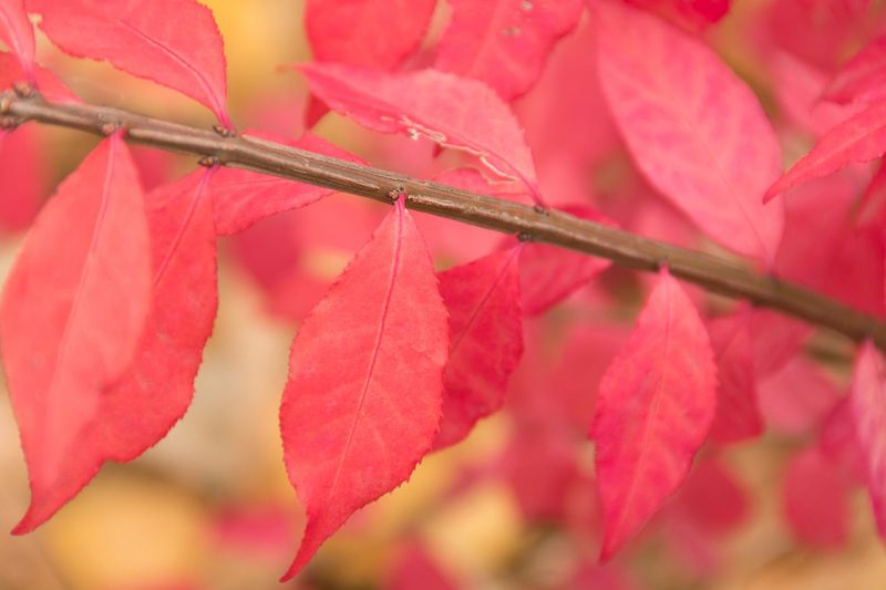Avoid New Invasive Plant Problems Avoid New Invasive Plant Problems