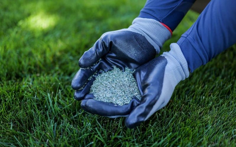 Avoid One Seed Type For Every Yard