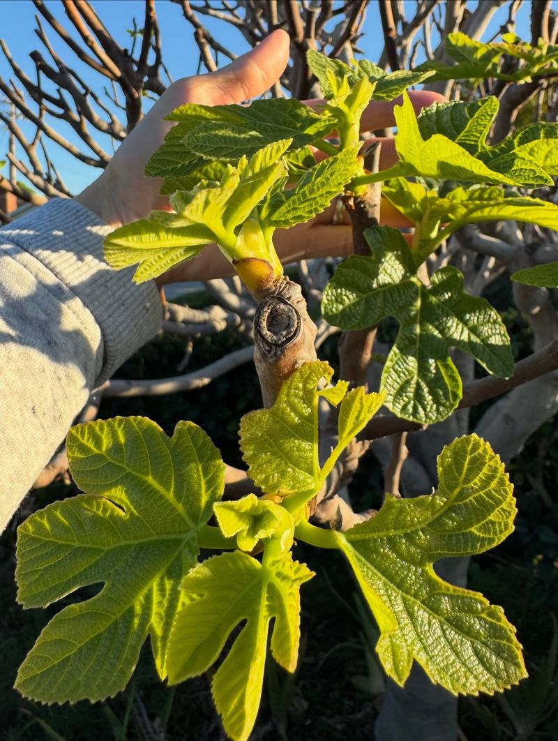 Avoid Over-Pruning Mature Figs Avoid Over-Pruning Mature Figs