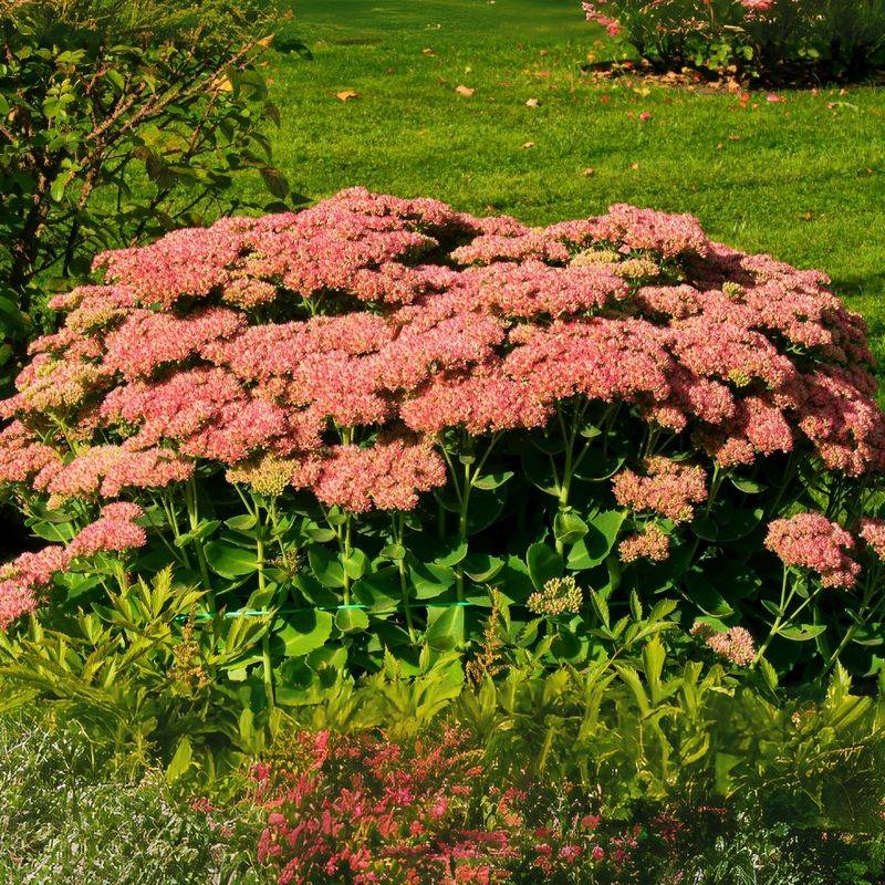 Avoid Overwatering After Blooming