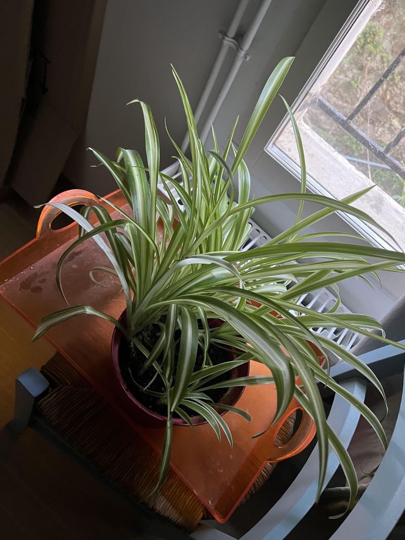 Avoid Overwatering During Winter Avoid Overwatering During Winter