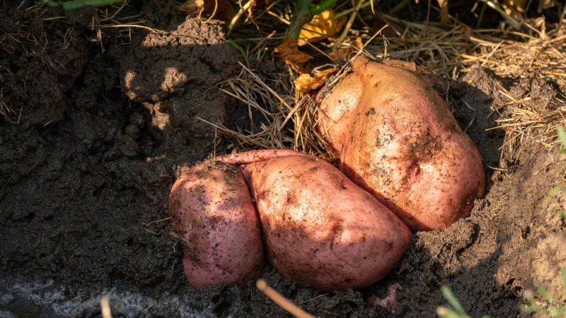 Avoid Overwatering Near Harvest Time Avoid Overwatering Near Harvest Time