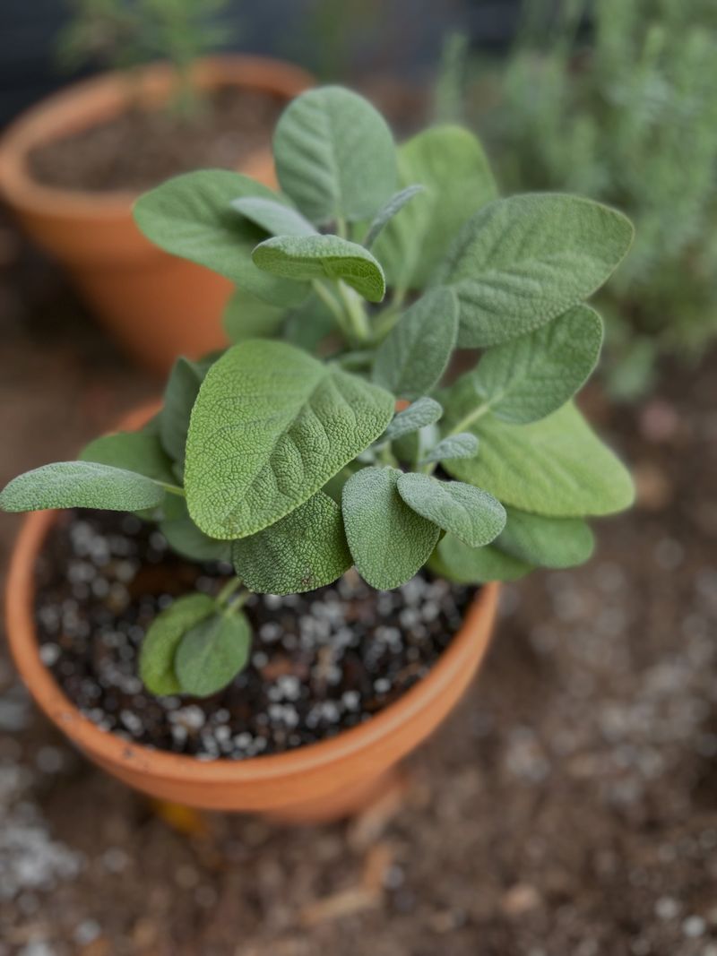 Avoid Overwatering Sage
