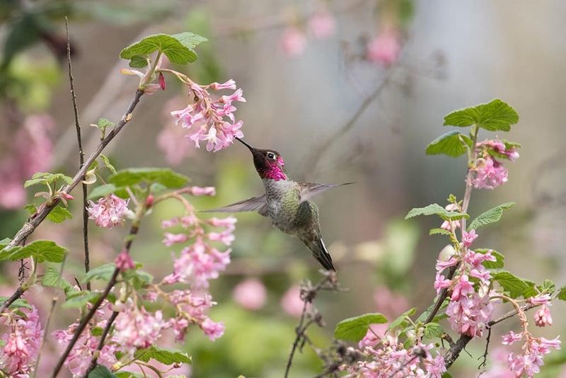 Avoid Pesticides Around Hummingbird Habitat
