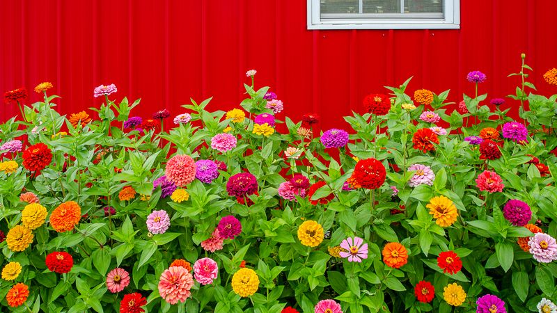 Avoid Planting Before A Heat Wave Avoid Planting Before A Heat Wave