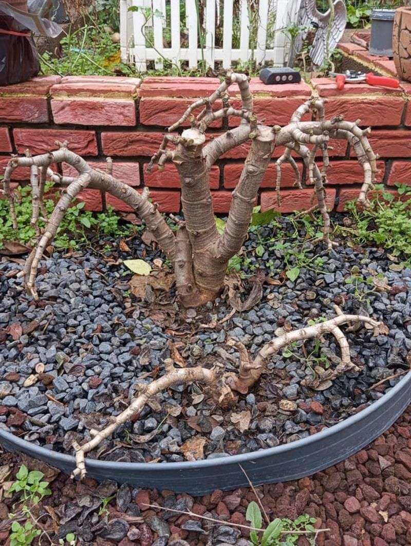 Avoid Pruning Right Before Cold Weather Avoid Pruning Right Before Cold Weather