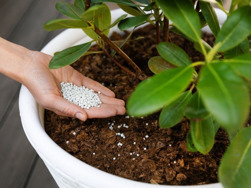 Avoid Pushing New Growth With Late Fertilizer Avoid Pushing New Growth With Late Fertilizer