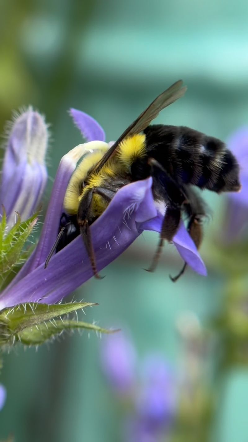 Avoid Removing Bee Friendly Flowers Too Soon