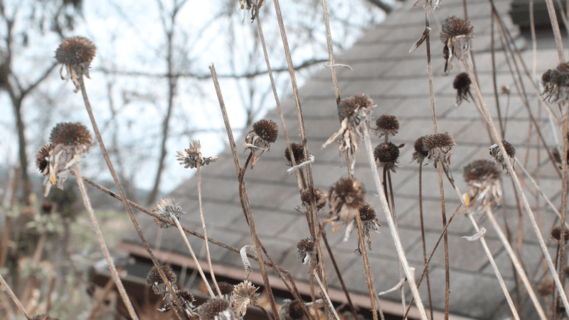 Avoid Removing Bee Friendly Flowers Too Soon
