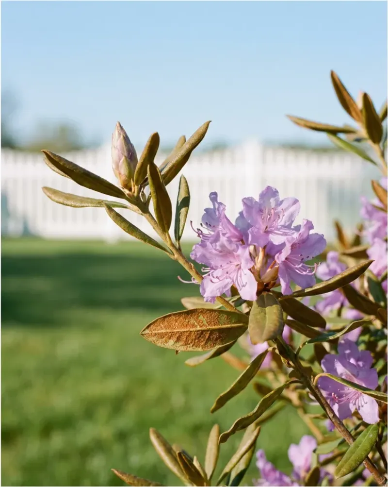 Avoid Removing Hidden Spring Flowers Avoid Removing Hidden Spring Flowers
