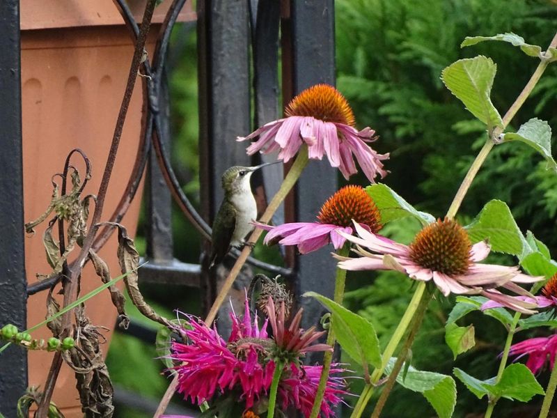Avoid Removing Seed Heads Too Quickly Avoid Removing Seed Heads Too Quickly