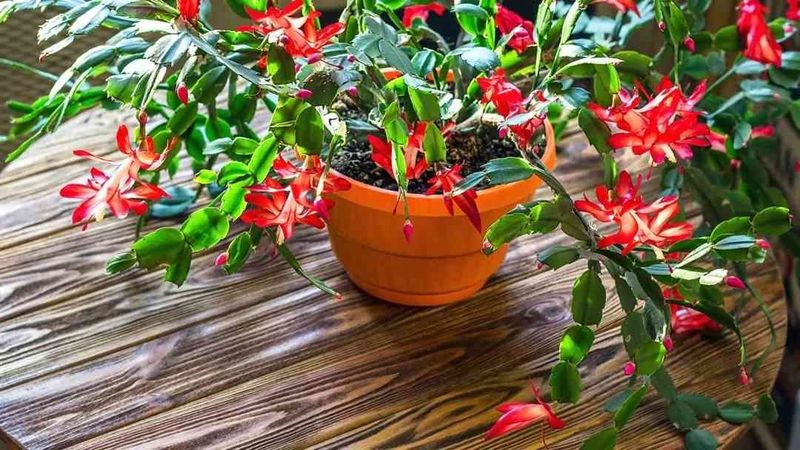 Avoid Repotting and Pruning in the Arizona Fall Avoid Repotting and Pruning in the Arizona Fall