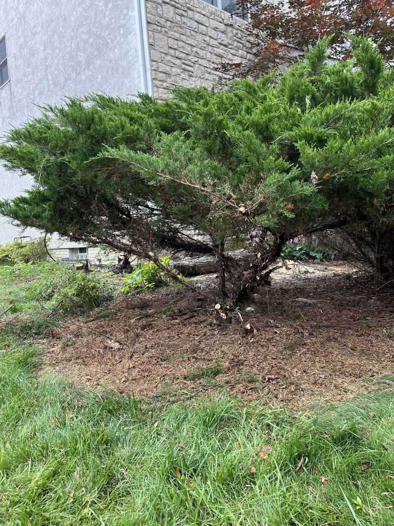 Avoid Shearing Junipers Too Heavily Avoid Shearing Junipers Too Heavily