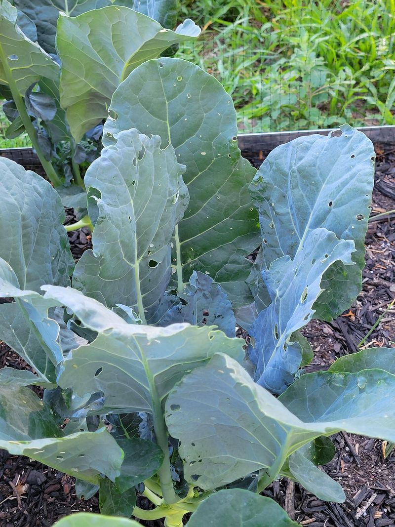 Avoid Spraying Without Identifying The Pest