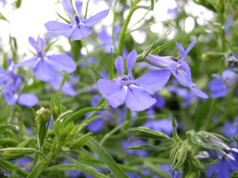Avoid Spreading Invasive Ground Covers