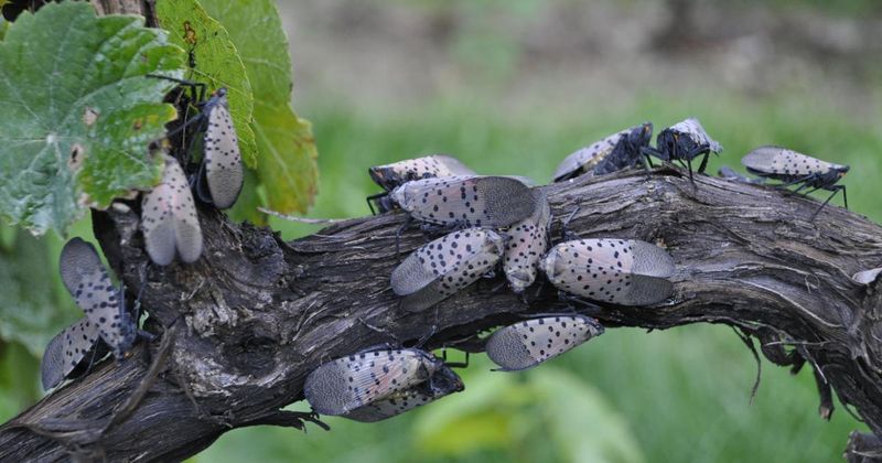 Avoid Spreading Lanternflies During Cleanup