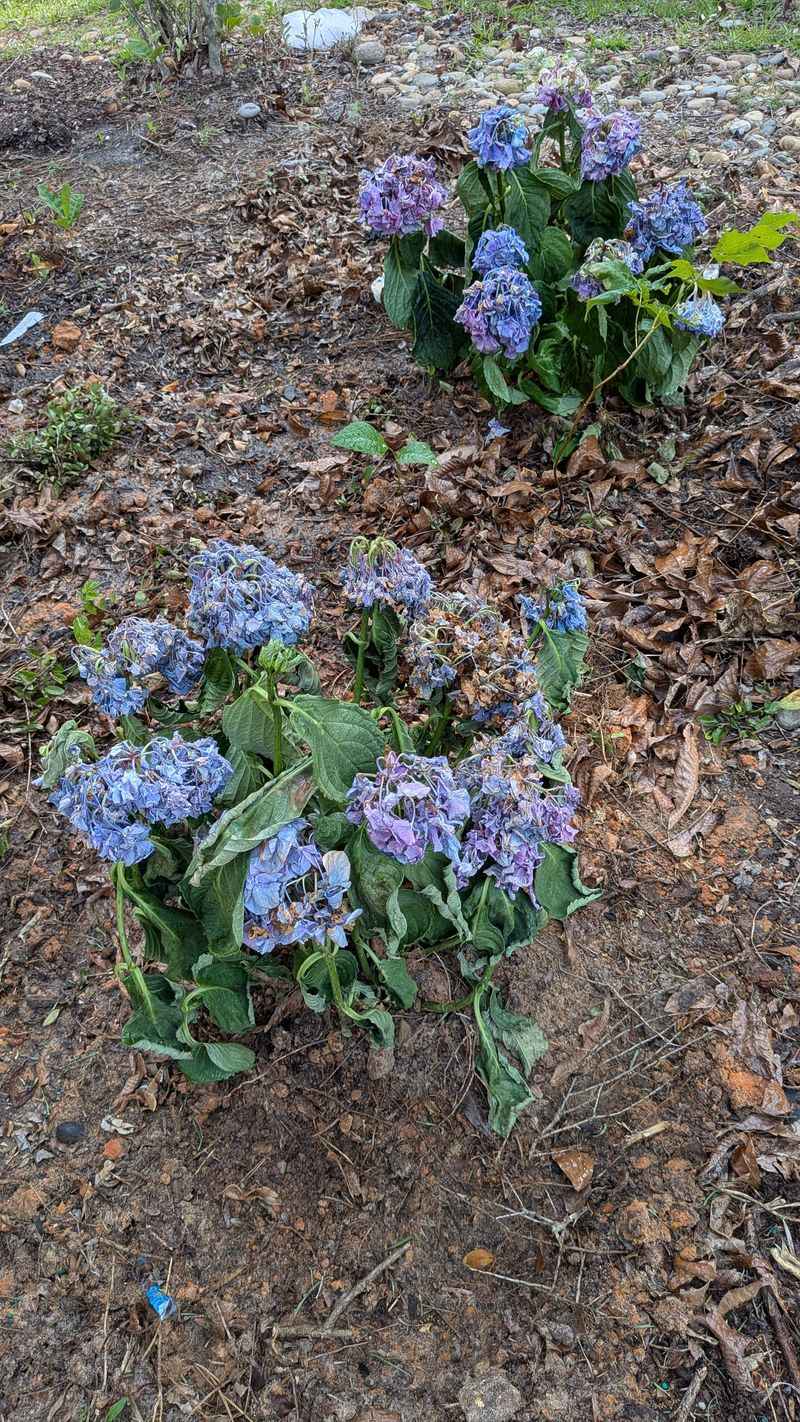 Avoid Stress That Changes Flower Appearance Avoid Stress That Changes Flower Appearance