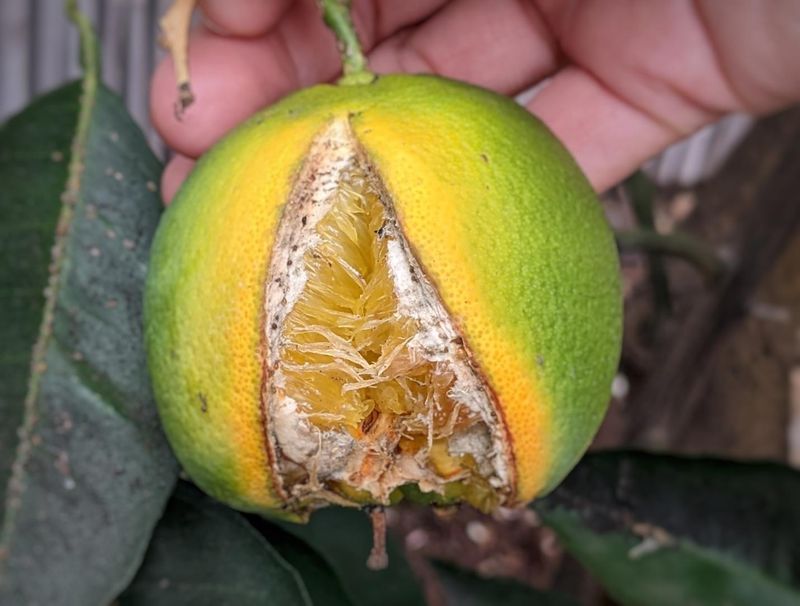 Avoid Sudden Swings Before Fruit Matures Avoid Sudden Swings Before Fruit Matures