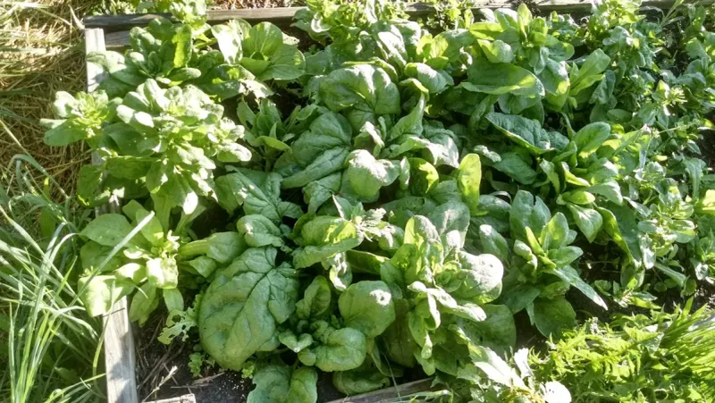 Avoid The Fall Spinach Mistakes Gardeners Make