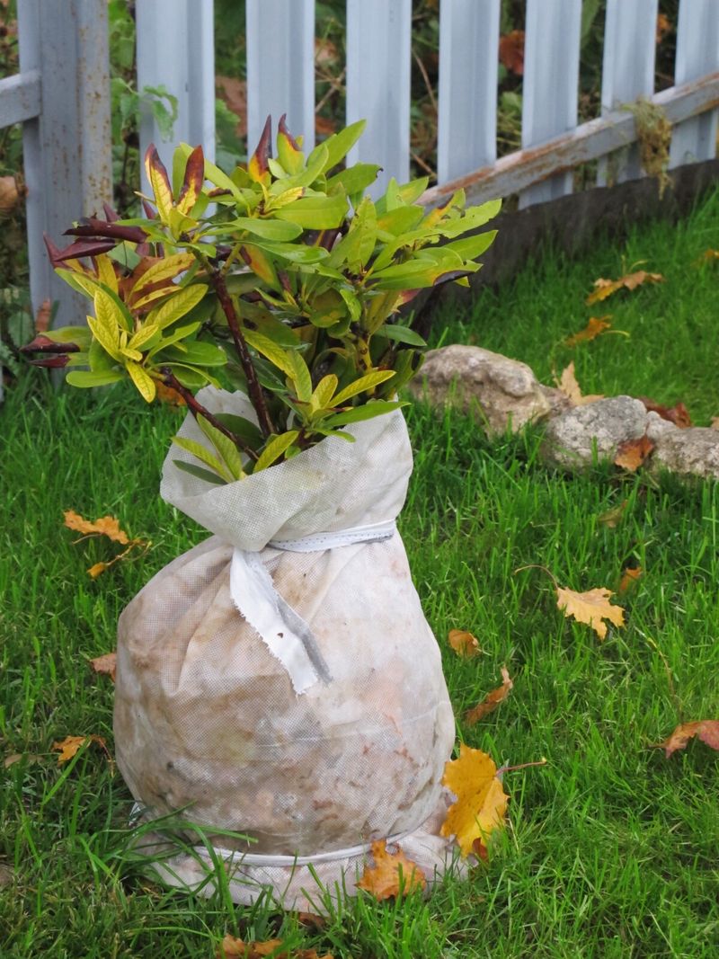 Avoid These Fall Plant Protection Mistakes Avoid These Fall Plant Protection Mistakes