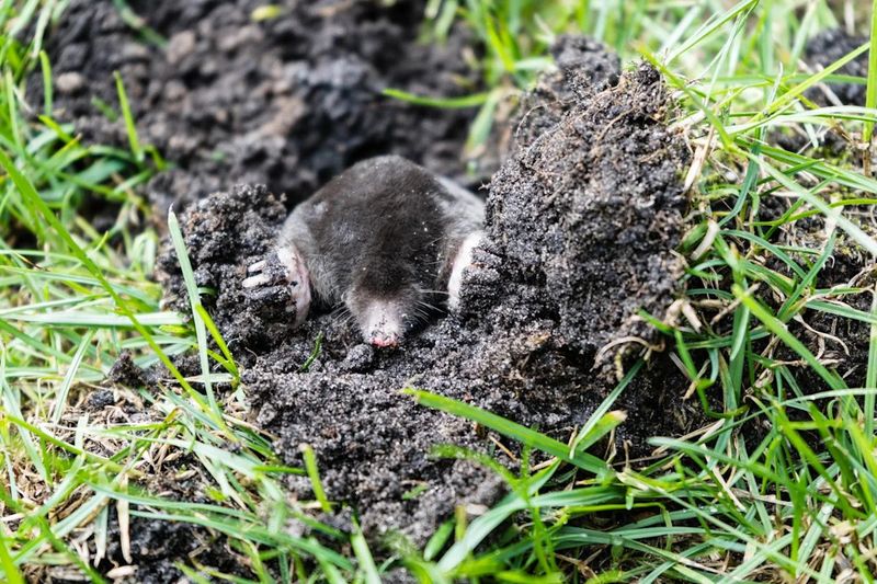 Avoid These Mistakes That Make Mole Problems Worse Avoid These Mistakes That Make Mole Problems Worse