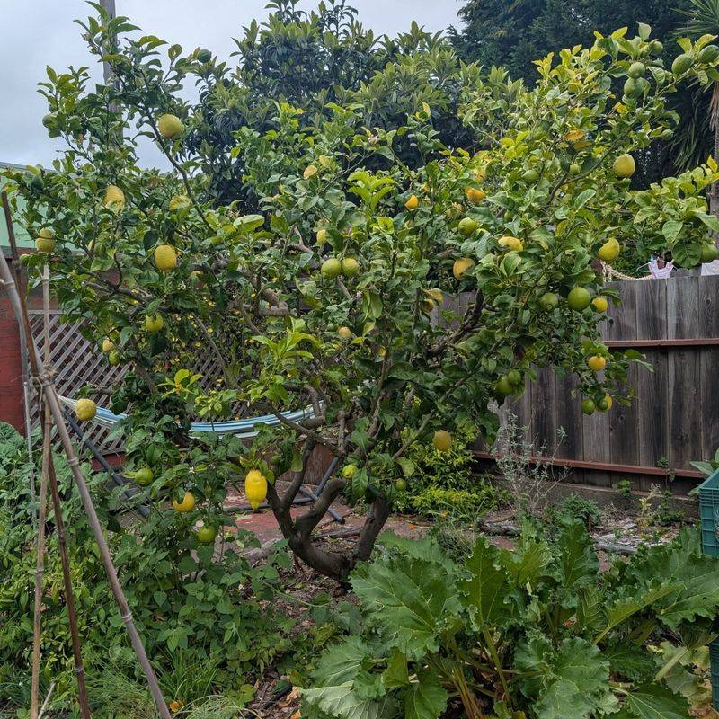Avoid These September Citrus Care Mistakes