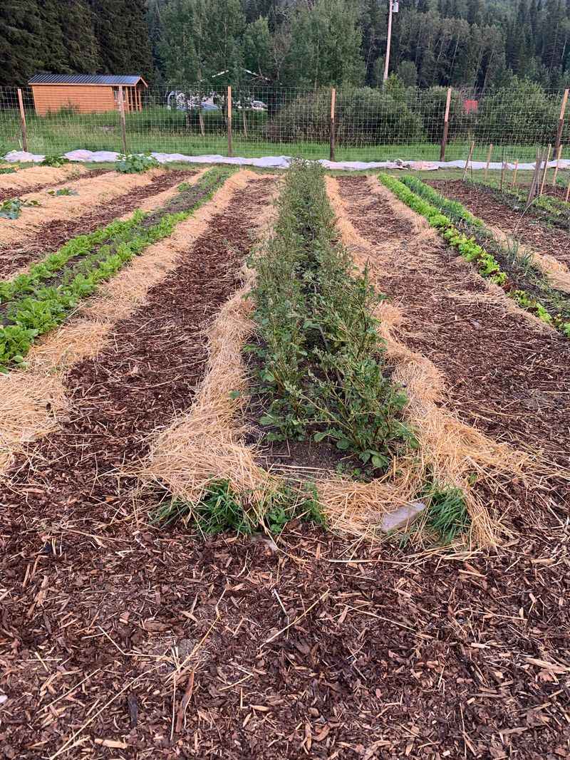 Avoid Tilling More Than Necessary
