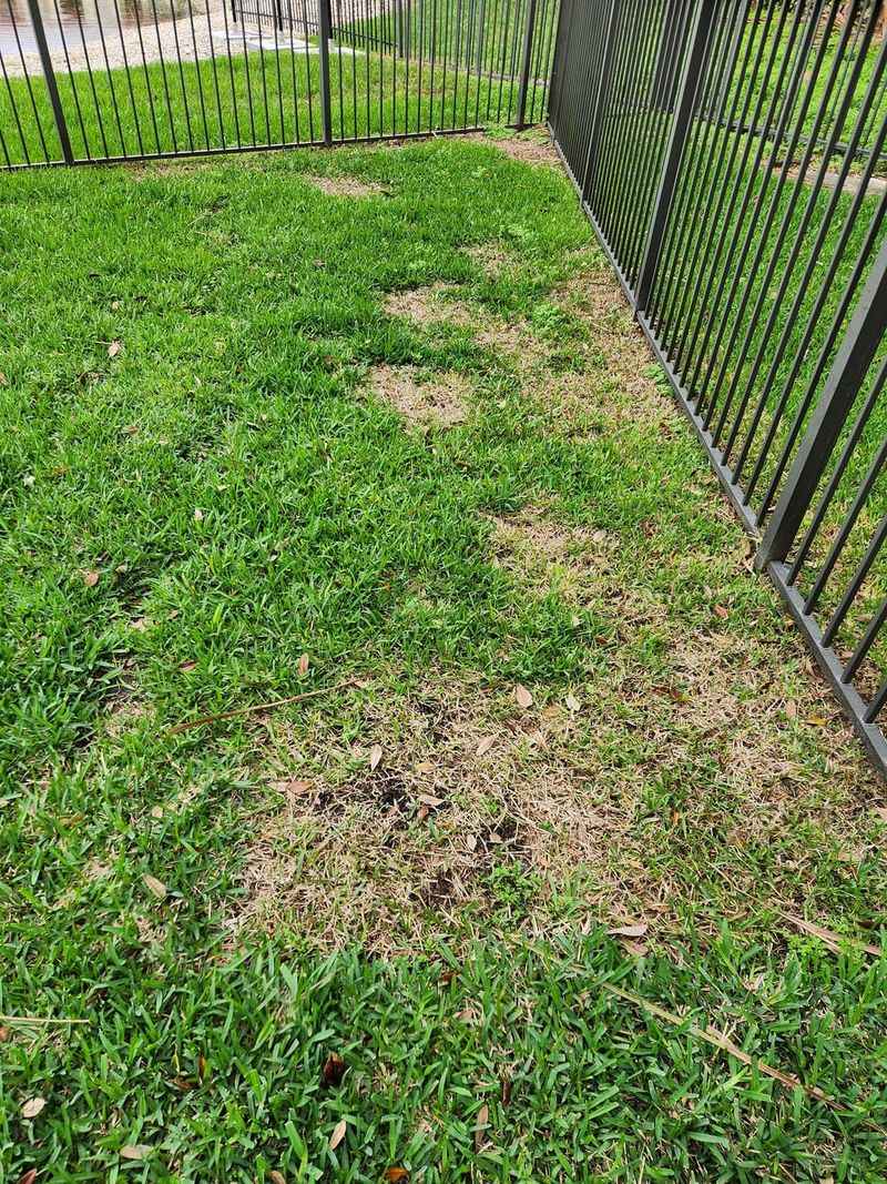 Avoid Trapping Moisture In Overgrown Turf