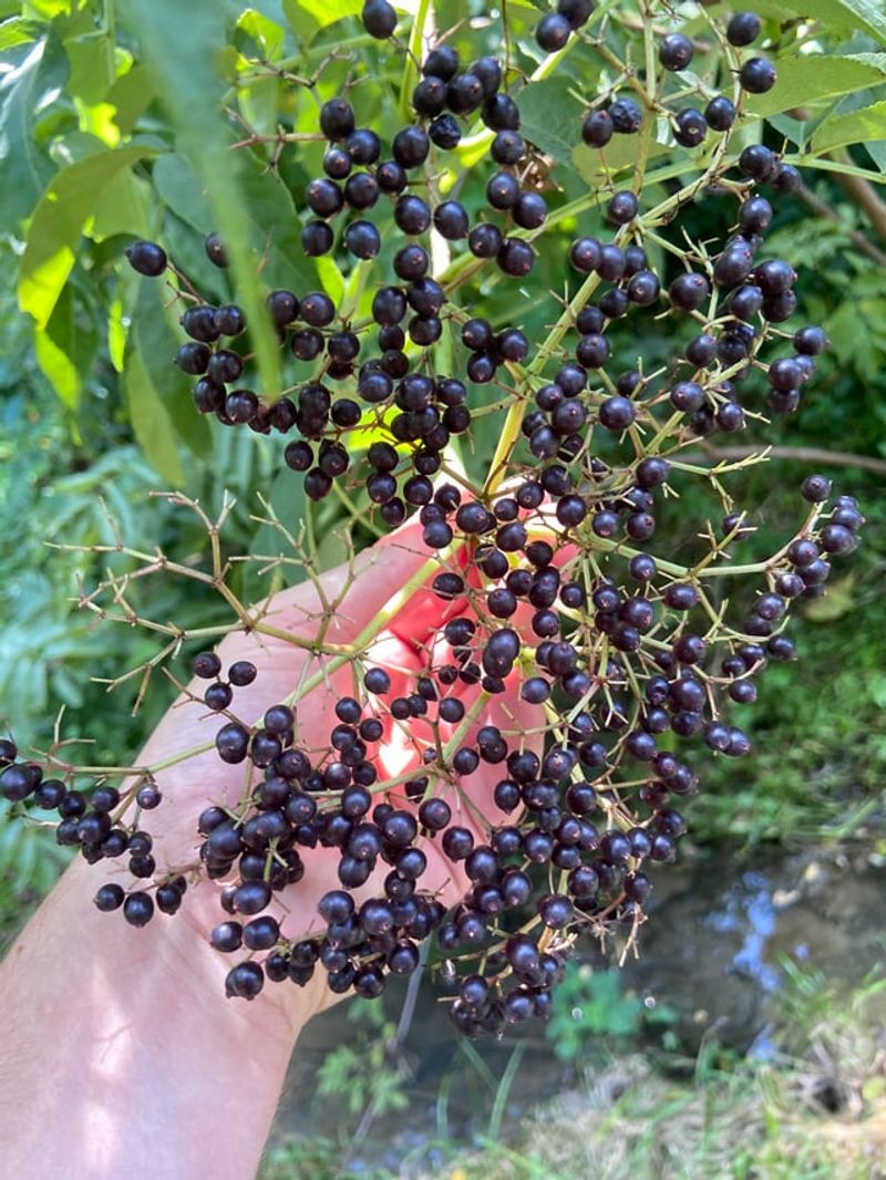 Avoid Treating Elderberry Like A Perfect Hedge Avoid Treating Elderberry Like A Perfect Hedge