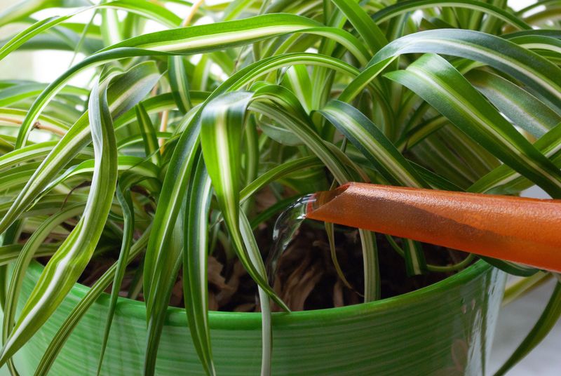 Avoid Watering On A Fixed Calendar Avoid Watering On A Fixed Calendar