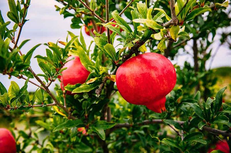 Avoid late nitrogen and heavy pruning as ripening fixes Avoid late nitrogen and heavy pruning as ripening fixes