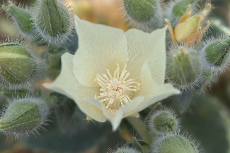 Avoid touching unfamiliar hairy plants