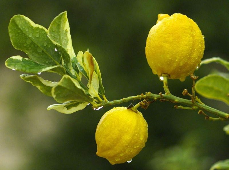 Avoid water stress and out-of-season shortcuts Avoid water stress and out-of-season shortcuts