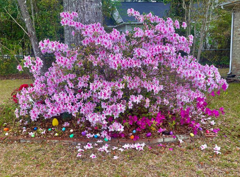 Azalea