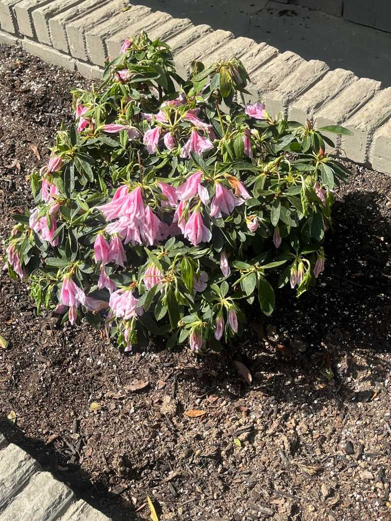 Azaleas And Rhododendrons Brown Out At The Edges