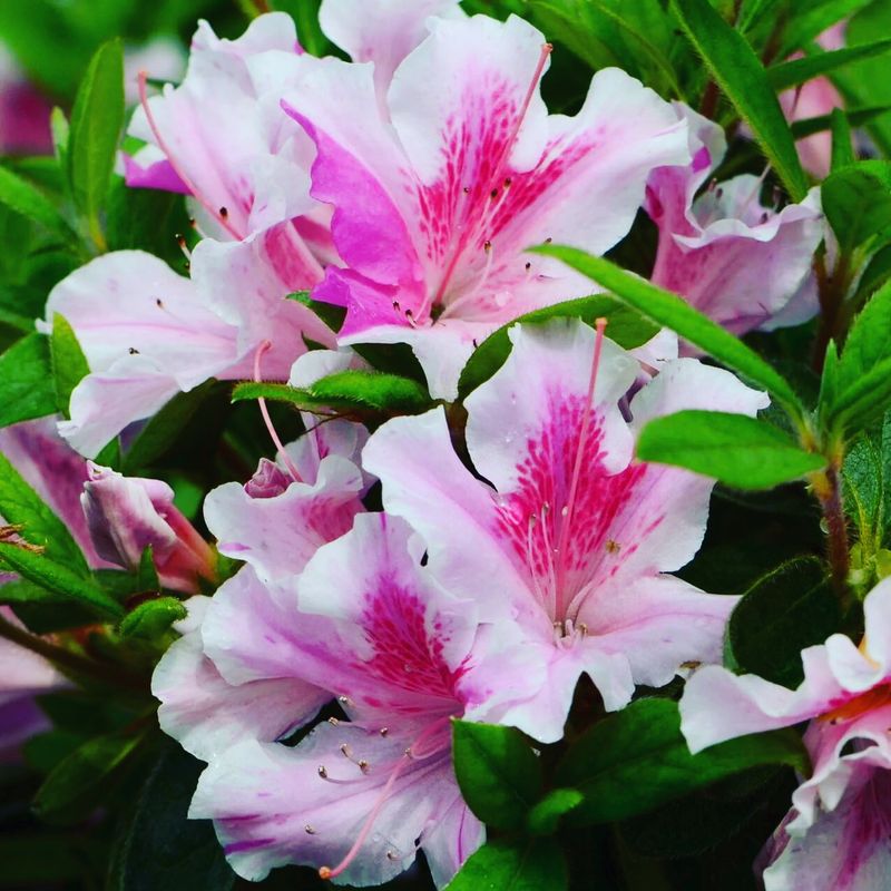 Azaleas And Rhododendrons Need Rest This Month