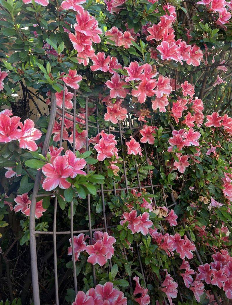 Azaleas Benefit From Adequate Fall Moisture Azaleas Benefit From Adequate Fall Moisture