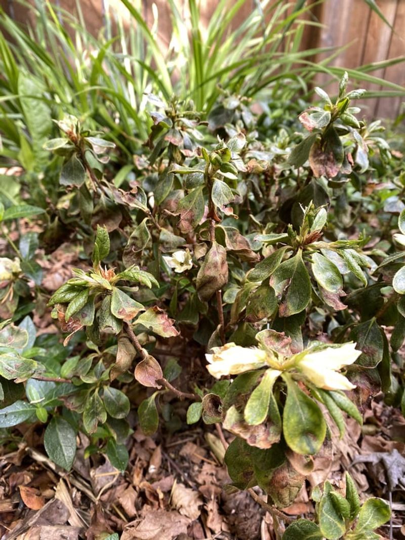 Azaleas Have Shallow Thirsty Roots