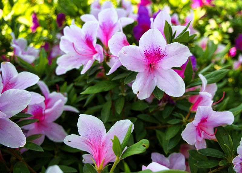 Azaleas Hold Next Spring's Flowers Right Now Azaleas Hold Next Spring's Flowers Right Now