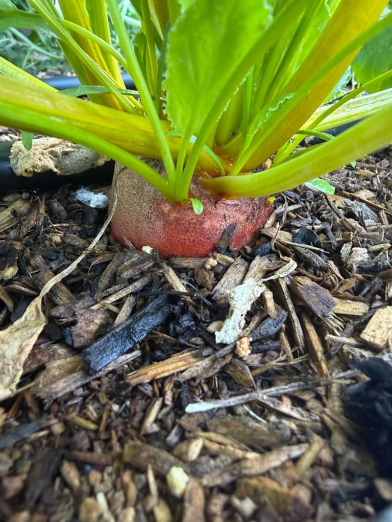 Baby Beets Fit A Short Fall Growing Window Baby Beets Fit A Short Fall Growing Window