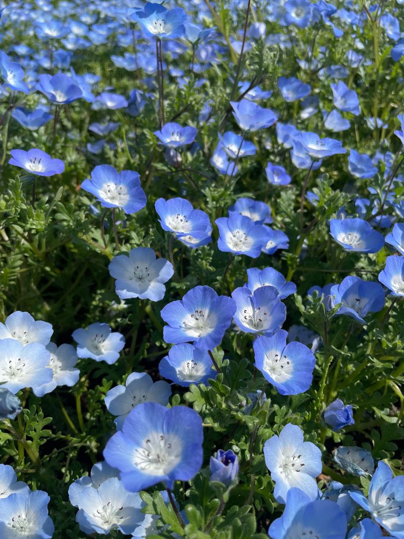 Baby Blue Eyes For Sky Blue Edging