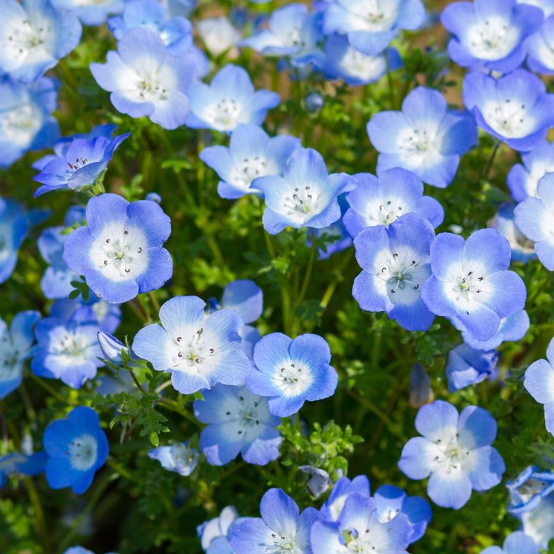 Baby Blue Eyes Prefers Cool Wet Soil