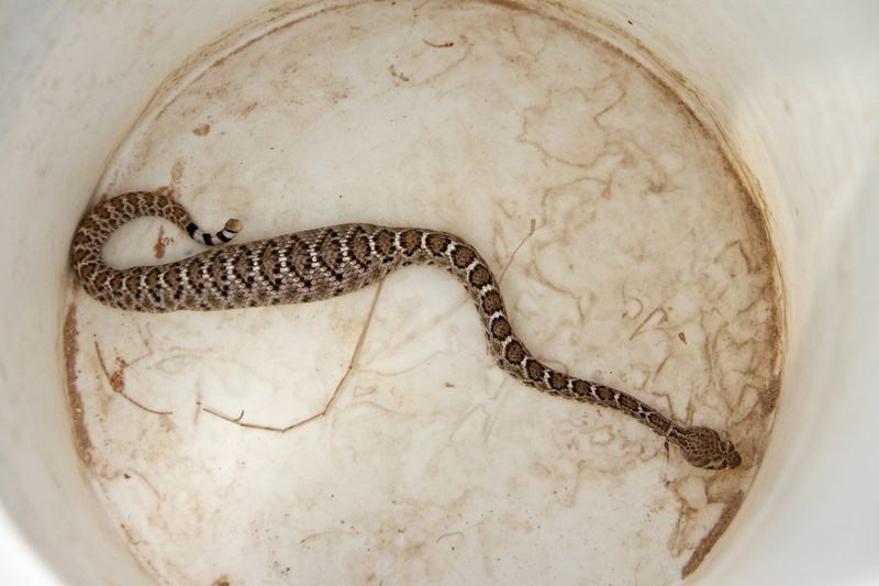 Baby Rattlesnakes Enter The World
