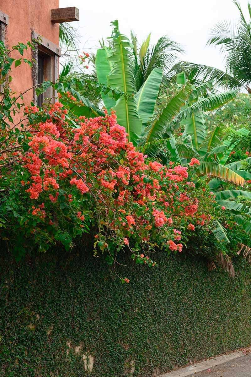 Back Off The Hose To Keep Bougainvillea Blooming Back Off The Hose To Keep Bougainvillea Blooming