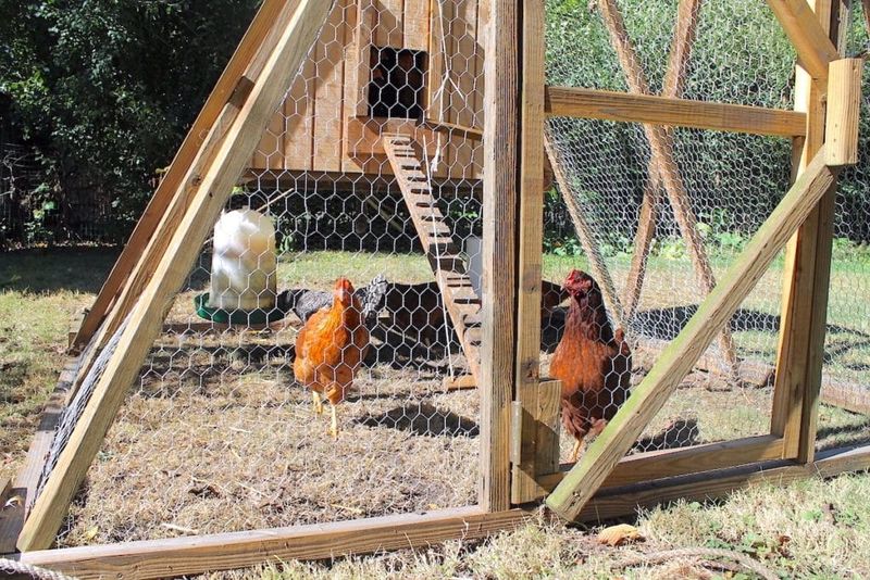 Backyard Chickens And Small Pets Can Change The Stakes